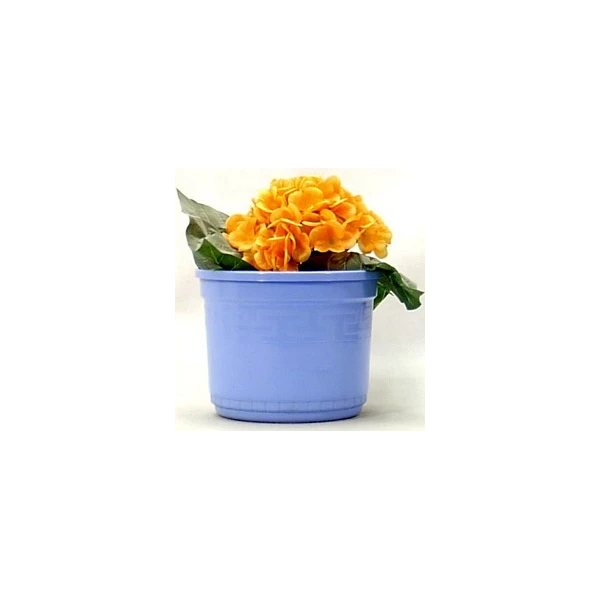 SKOLACH-DONICZKA Z PODST.19CM