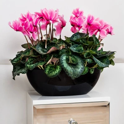 KW-DONICZKA OWALNA 38CM