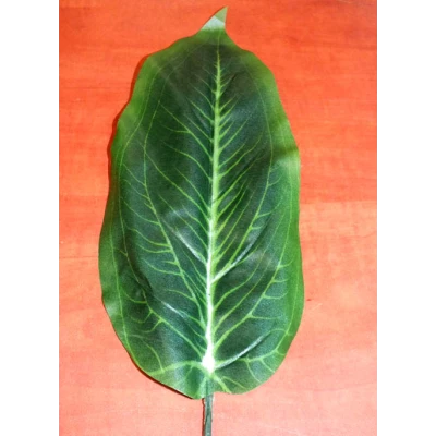 A249-LIŚĆ DIFFENBACHII /12/