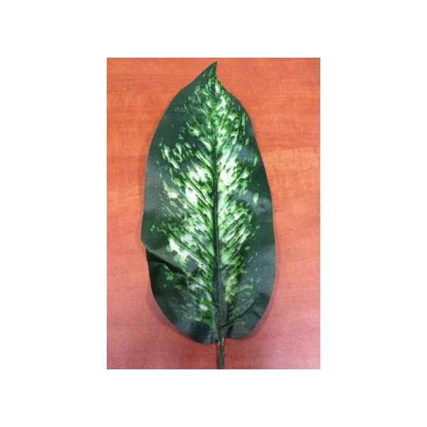 A252-LIŚĆ DIFFENBACHI /12/