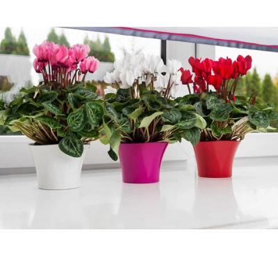 KW-DONICZKA PRYMULKA