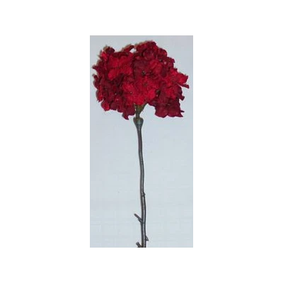 EUR-KWIAT HORTENSJA/1/CZERWONA