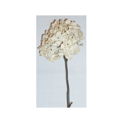 EUR-KWIAT HORTENSJA/1/K