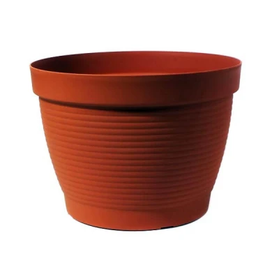 DONICZKA *AGAWA*  6   20CM