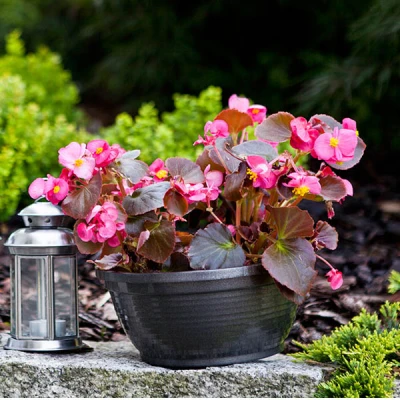 KW-MISKA *ANITA* 22CM