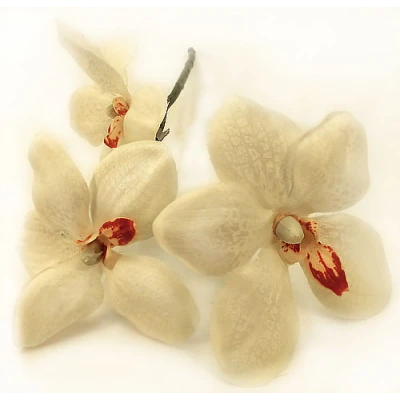 WAR-VANDA 38CM KREM RM0902