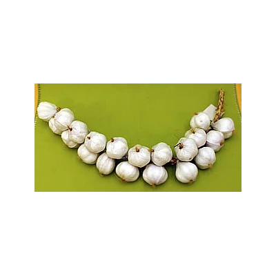 SZ-CZOSNEK BIAŁY 20093166