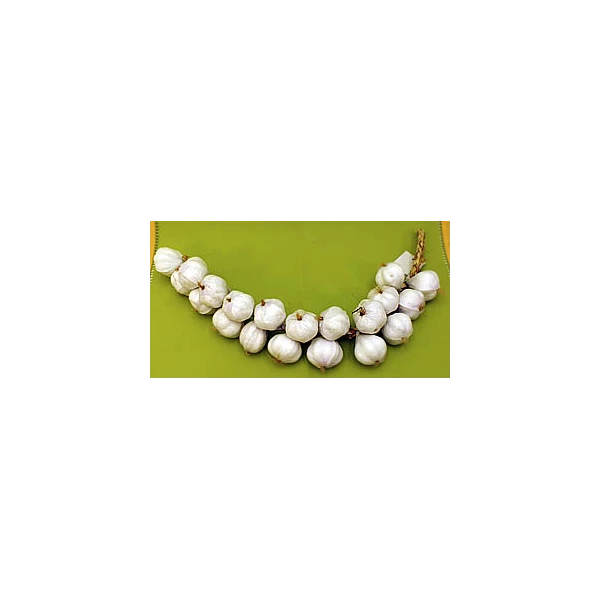 SZ-CZOSNEK BIAŁY 20093166