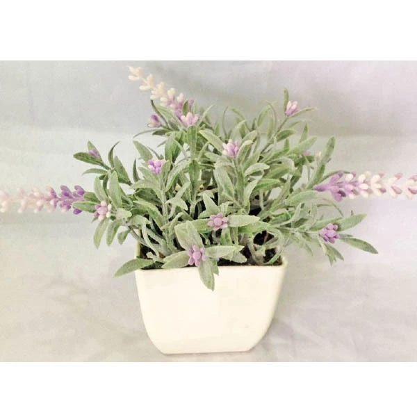 TOM-ROŚLINA W DONICZCE 16CM RD11