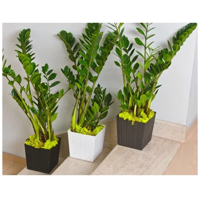 KW-DONICZKA RATTAN 17