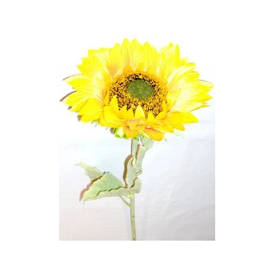 AD-SŁONECZNIK HT01FST