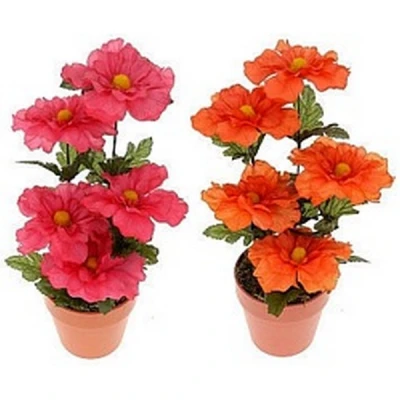 NL-KWIATEK W DONICZCE