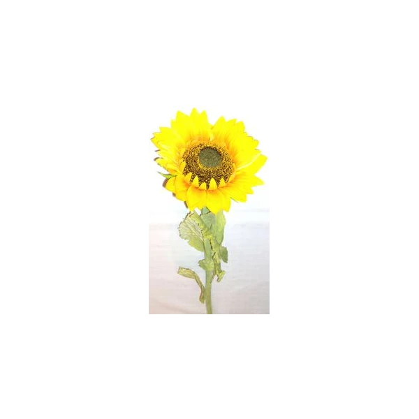 AD-SŁONECZNIK HT01DST