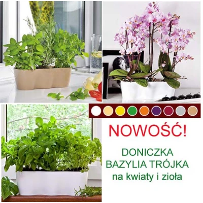 DONICZKA BAZYLIA TRÓJKA K-W