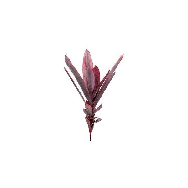 EUR-LIŚCIE FLORE/05/CZERWONE