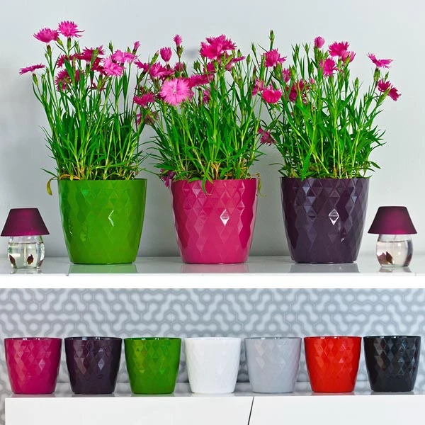 KW-DONICZKA *CRISTAL* 14