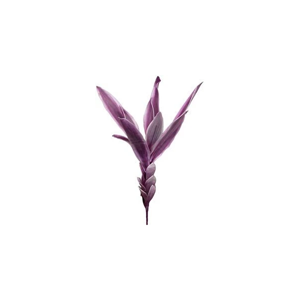 EUR-LIŚCIE FLORE/05/FIOLET